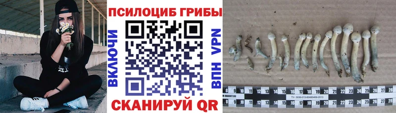 Псилоцибиновые грибы Magic Shrooms  хочу наркоту  Зеленогорск 